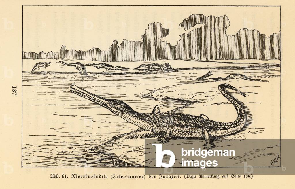 Extinct sea crocodile, Teleosaurus genus, Jurassic period.