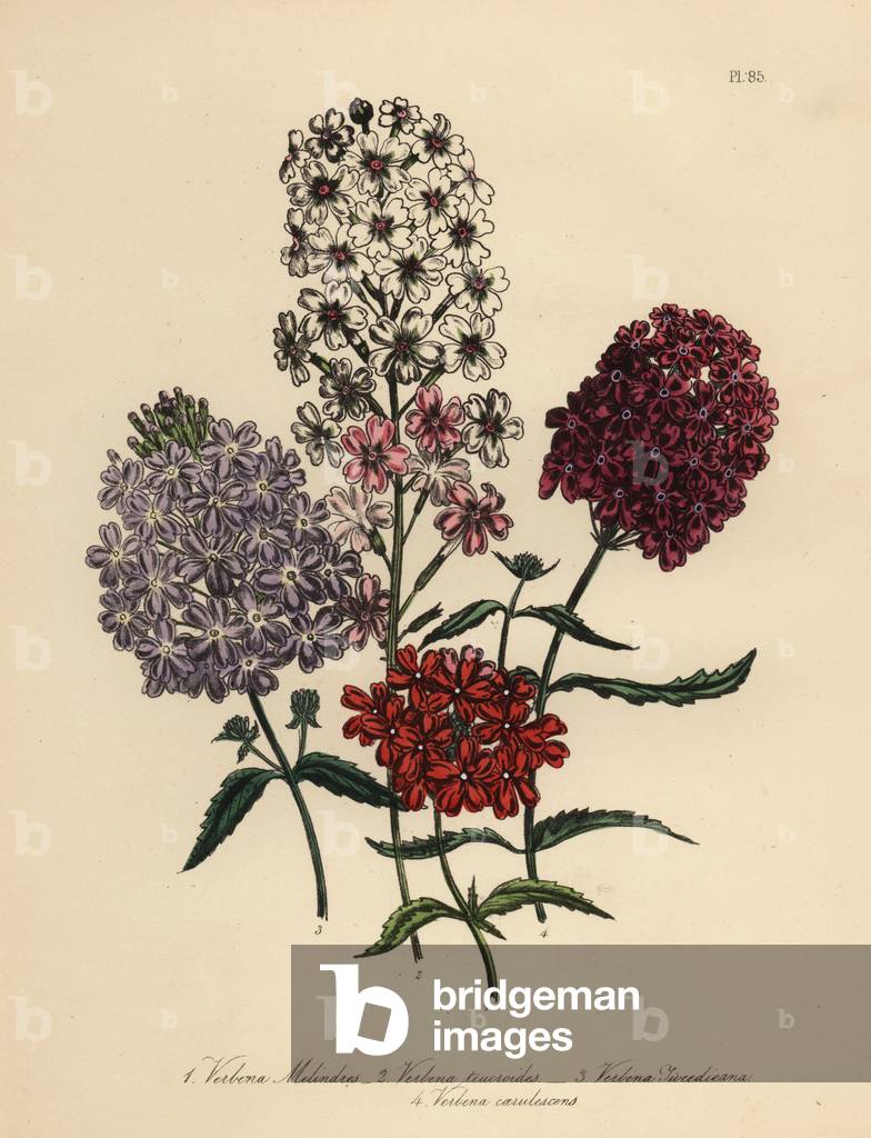 Scarlet Buenos Ayres vervain, Verbena melindres, germander-like vervain, Verbena teucroides, bluish vervain, Verbena caerulescens, and Mr. Tweedie's vervain, Verbena tweediana. Handfinished chromolithograph by Henry Noel Humphreys after an illustration by Jane Loudon from Mrs. Jane Loudon's Ladies Flower Garden of Ornamental Perennials, William S. Orr, London, 1849.