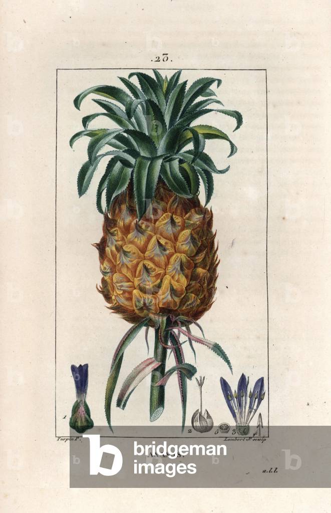 Pineapple - Engraving by Lambert fils, from a drawing by Pierre Jean Francois Turpin (1775-1840), from La flore medicale, de Chaumeton, Poiret et Chamberet, Paris 1830 - Pineapple fruit, Pineapple comosus - Engraving by Lambert Junior from a drawing by P - J - F - Turpin from Chaumeton, Poiret et Chamberet's “La Flore Medicale,” Paris, Panckoucke, 1830 -