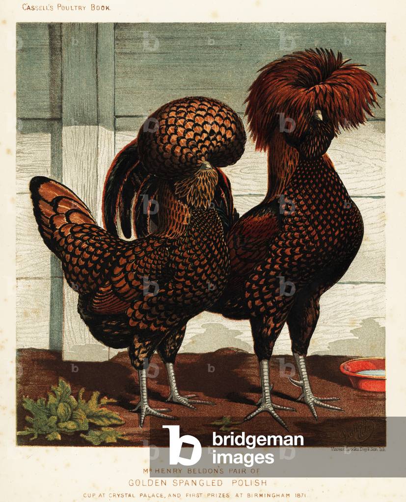 Golden spangled Polish cock and hen, 1890 (chromolithograph)