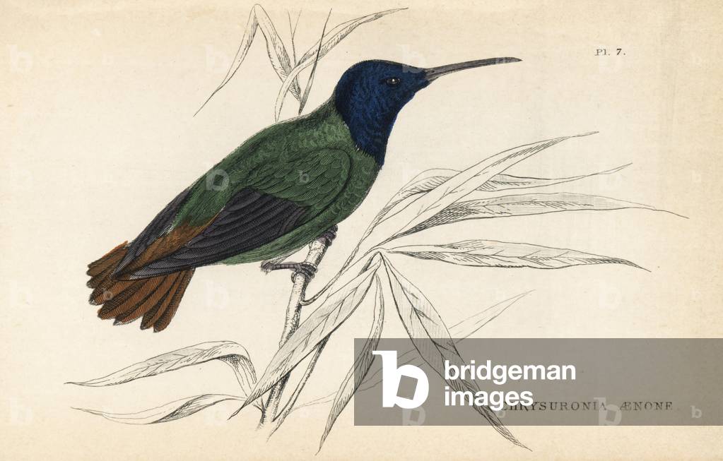 Golden-tailed sapphire, Chrysuronia oenone. Handcoloured steel engraving from W.C.L. Martin's A General History of Humming-birds or the Trochilidae.