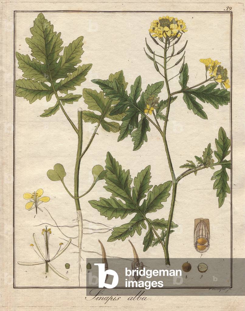 White mustard or seneve or sanve. Coloured copper engraving, in Botanique Medicinale (published in Berlin, Germany, 1822) by Doctor Friedrich Gottlob Haynes (1763-1832), German botanist and pharmacist. White mustard, Sinapis alba. Handcoloured copperplate engraving from Dr. Friedrich Gottlob Hayne's “” Getreue Darstellung und Beschreibung der in der Arzneykunde Gebrauchilchen Gewachse”” (Medical Botany), Berlin, 1822. Hayne (1763-1832) was a German botanist, apothecary and, from 1814, professor of pharmaceutical botany at Berlin University.