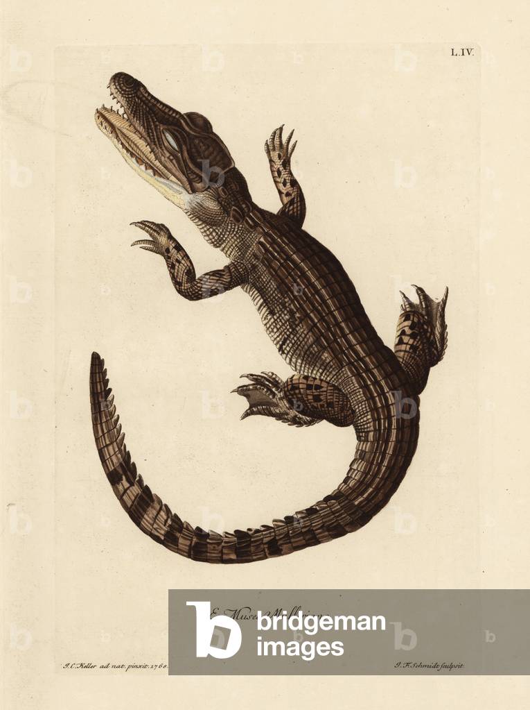 Common caiman, Caiman crocodilus. The great torch lezard, Lezard-Crocodile of Surinam. Handcoloured copperplate engraving by Johann Friedrich Schmidt after an illustration by Johann Christoph Keller from Georg Wolfgang Knorr's Deliciae Naturae Selectae of Kabinet van Zeldzaamheden der Natuur, Blusse and Son, Nuremberg, 1771. Specimens from a Wunderkammer or Cabinet of Curiosities owned by P.L. Muller.