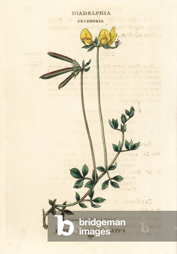 Common bird 's-foot trefoil, Lotus corniculatus. Handcoloured copperplate engraving after an illustration by Richard Duppa from his The Clours and Orders of the Linnaean System of Botany, Longman, Hurst, London, 1816.