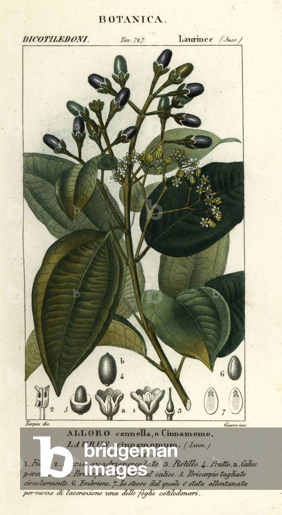 True cinnamon tree, Cinnamomum verum