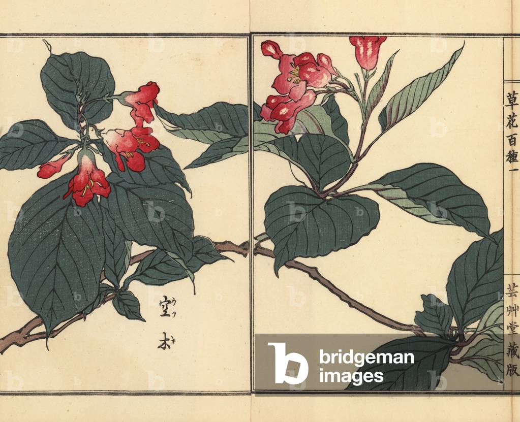 Utsugi or crenate deutzia, Deutzia crenata. Handcoloured woodblock print by Kono Bairei from Kusa Bana Hyakushu (One Hundred Varieties of Flowers), Tokyo, Yamada, 1901.