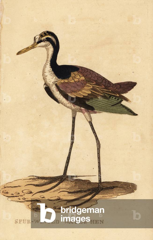 Wattled jacana, Jacana jacana