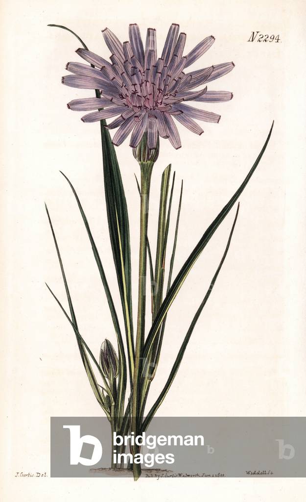 Scorzonere purple - Purple scorzonera, Podospermum purpureum (Large purple flowered viper's grass, Scorzonera purpurea grandiflora). Handcoloured copperplate engraving by Weddell after an illustration by John Curtis from Samuel Curtis's “” Botanical Magazine,”” London, 1822.