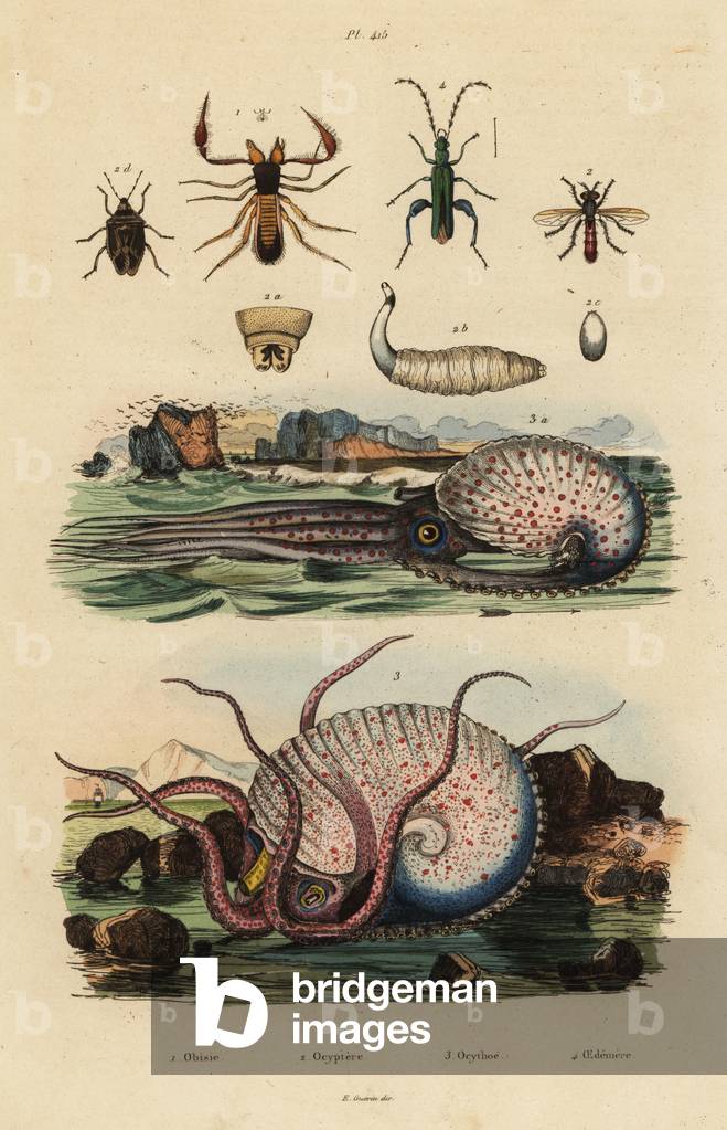 Pseudoscorpion, Chthonius orthodactylus 1, Octyptera bicolor 2, tuberculate pelagic octopus, Ocythoe tuberculata 3, and false oil beetle, Oedemera nobilis 4