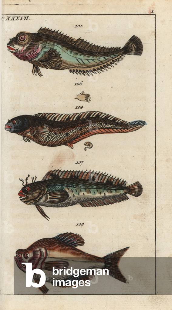 Lokette d'Europe (or blennie viviparus) - Mordocet - Cabot (or blennie striped) - Indian napoleon (or labre geant) - Viviparous blenny, Zoarces viviparus 104, shanny, Lipophrys pholis 105, tompot blenny, Parablennius gattorugine 107, and Indian humphead, Kurtus indicus 108. Handcolored copperplate engraving from Gottlieb Tobias Wilhelm's Encyclopedia of Natural History: Fish, Augsburg, 1804. Wilhelm (1758-1811) was a Bavarian clergy and naturalist known as the German Buffon.