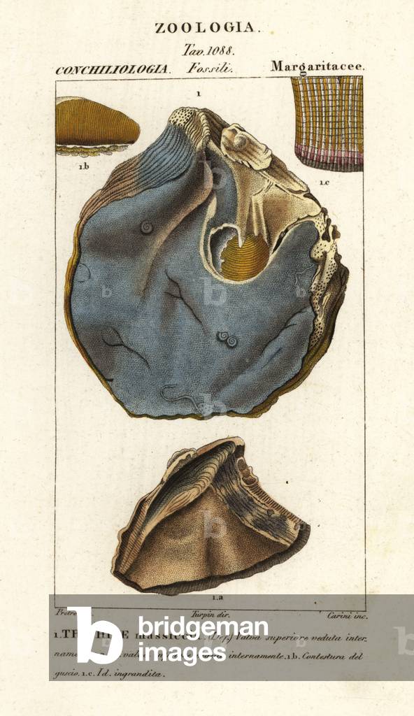 Fossil of extinct oyster species, Trihites plati