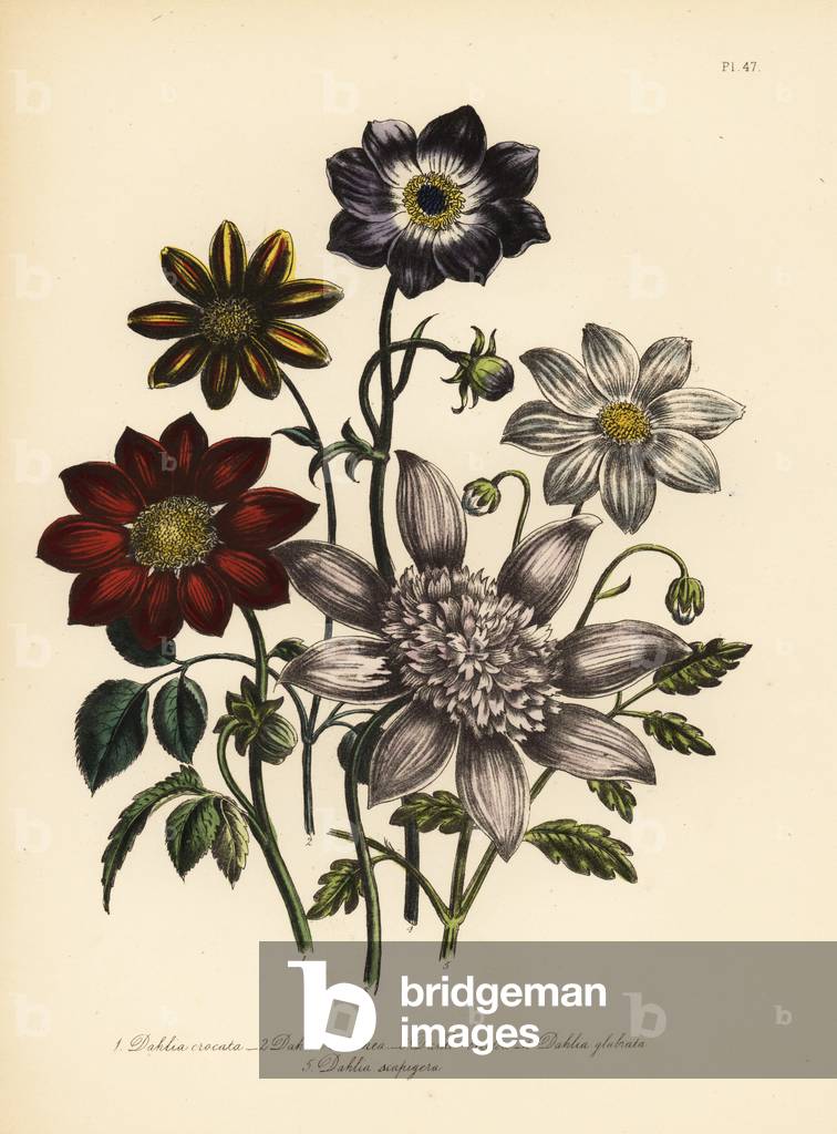Sfront-coloured dahlia, Dahlia crocata, scarlet dahlia, Dahlia coccinea, tall dahlia, Dahlia excelsa, smooth dwarf dahlia, Dahlia glabrata, and white-flowered dwarf dahlia, Dahlia scapigera. Handfinished chromolithograph by Henry Noel Humphreys after an illustration by Jane Loudon from Mrs. Jane Loudon's Ladies Flower Garden of Ornamental Perennials, William S. Orr, London, 1849.