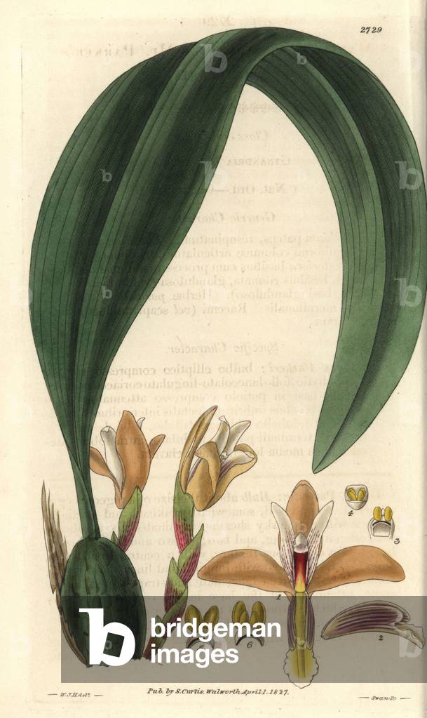 Orchidee maxillaria has chamois yellow flowers, native to Demerara (Guyana, South America). Illustration by Wiliam Jackson Hooker (1785-1865), British botanist and writer, professor at the University of Glasgow (Scotland) and editor of Curtis's Botanical Magazine from 1827 to 1865. Grave by Swan, Strong Water published in William Curtis's The Botanical Magazine, 1827.