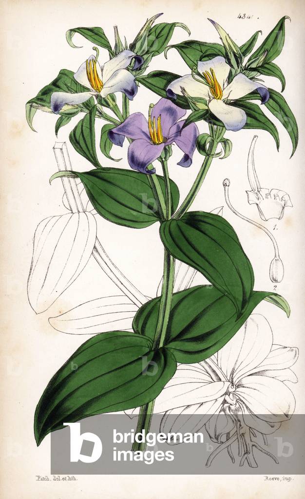 Persian violet bicolor - Bicolor Persian violet, Exacum tetragonum. Handcoloured botanical illustration drawn and lithographed by Walter Fitch from Sir William Jackson Hooker's “Curtis's Botanical Magazine,” London, 1847.