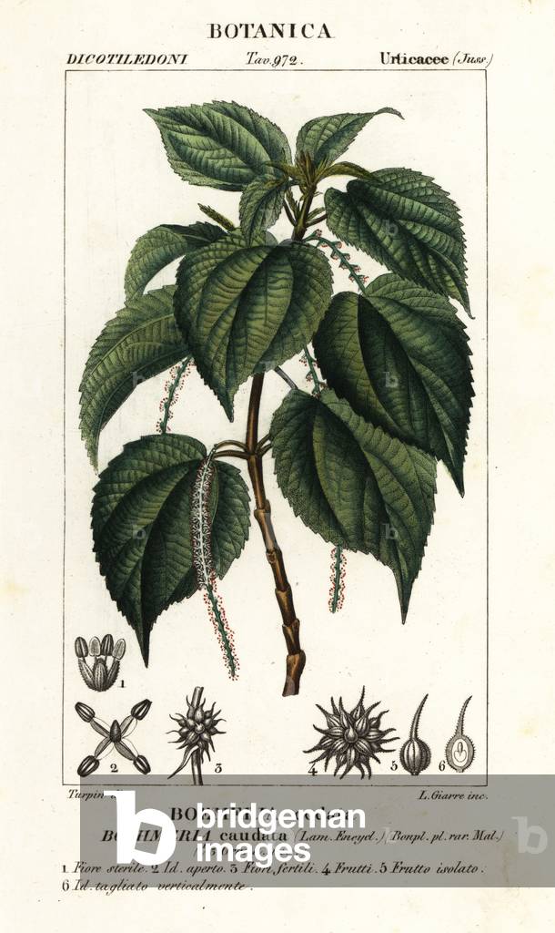 False nettle, Boehmeria caudata