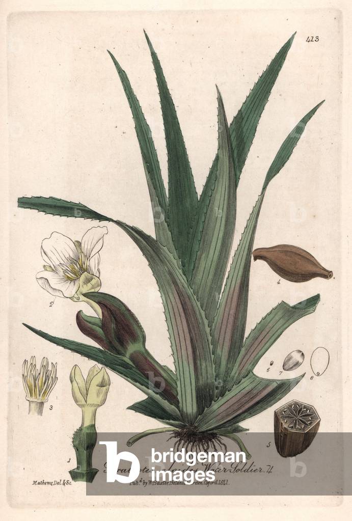 Aloe d'eau (Stratiotes aloides) - Botanical Plate by Isaac Russell, engraved by Charles Matthews, from “English Botanical Phenomenes” by William Baxter (1788-1871), 1837