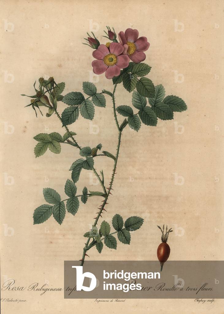 Pink sweetbriar rose, Rosa rubiginosa.