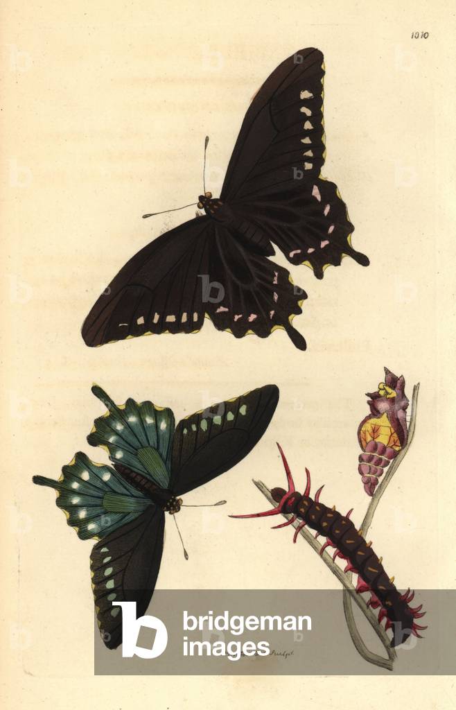 Battus philenor - Lithography by Richard Polydore Nodder (1774-1823) published in The Naturalist Miscellany, 1812