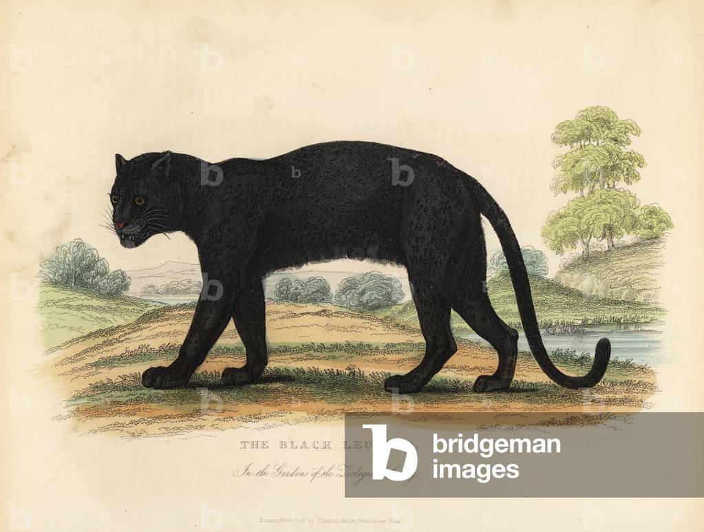 The Black Leopard, Panthera pardus.