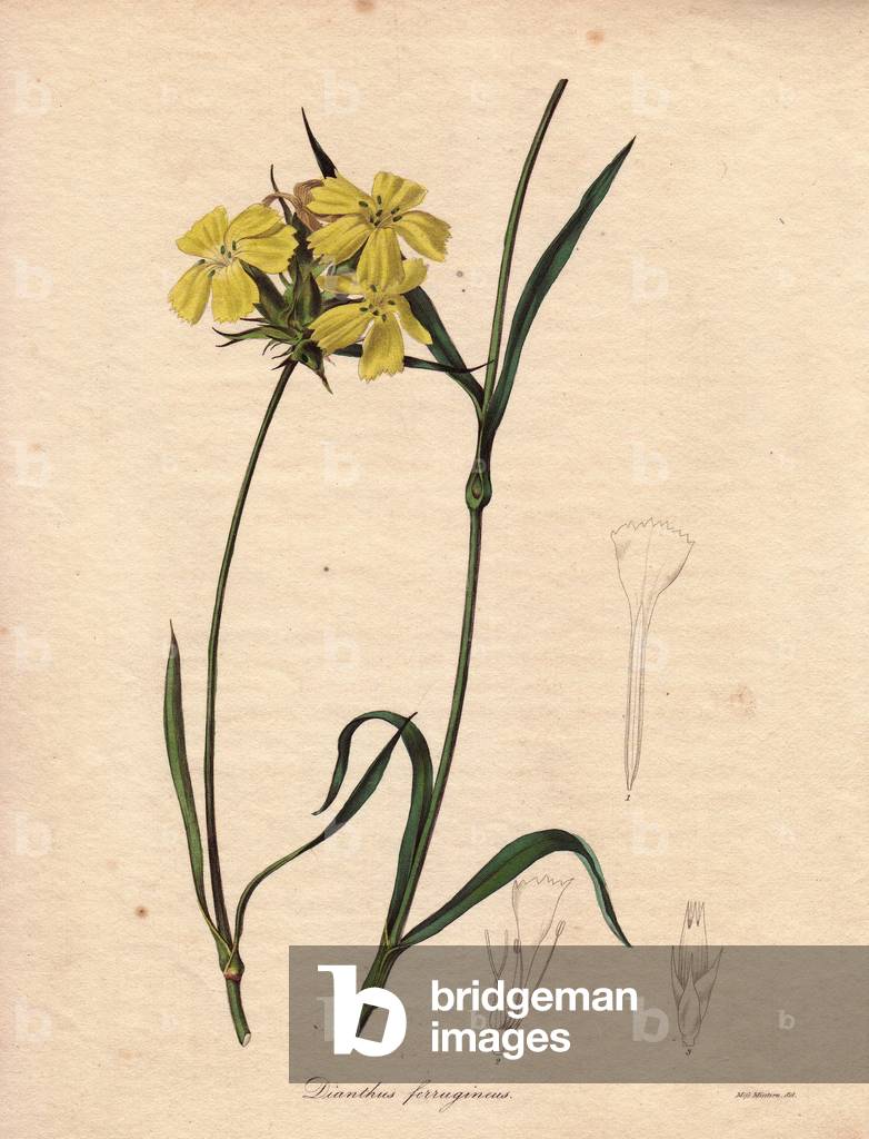 Variety of true carnation (Dianthus Ferruginus), yellow in colour.