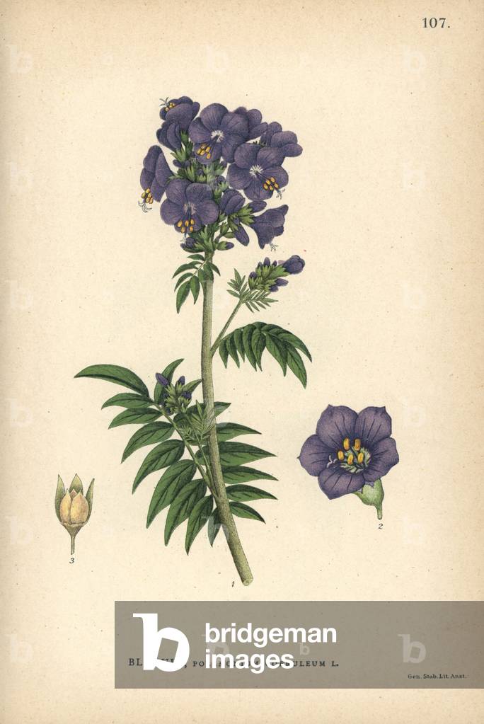 Bambino blue, Polemonium coeruleum