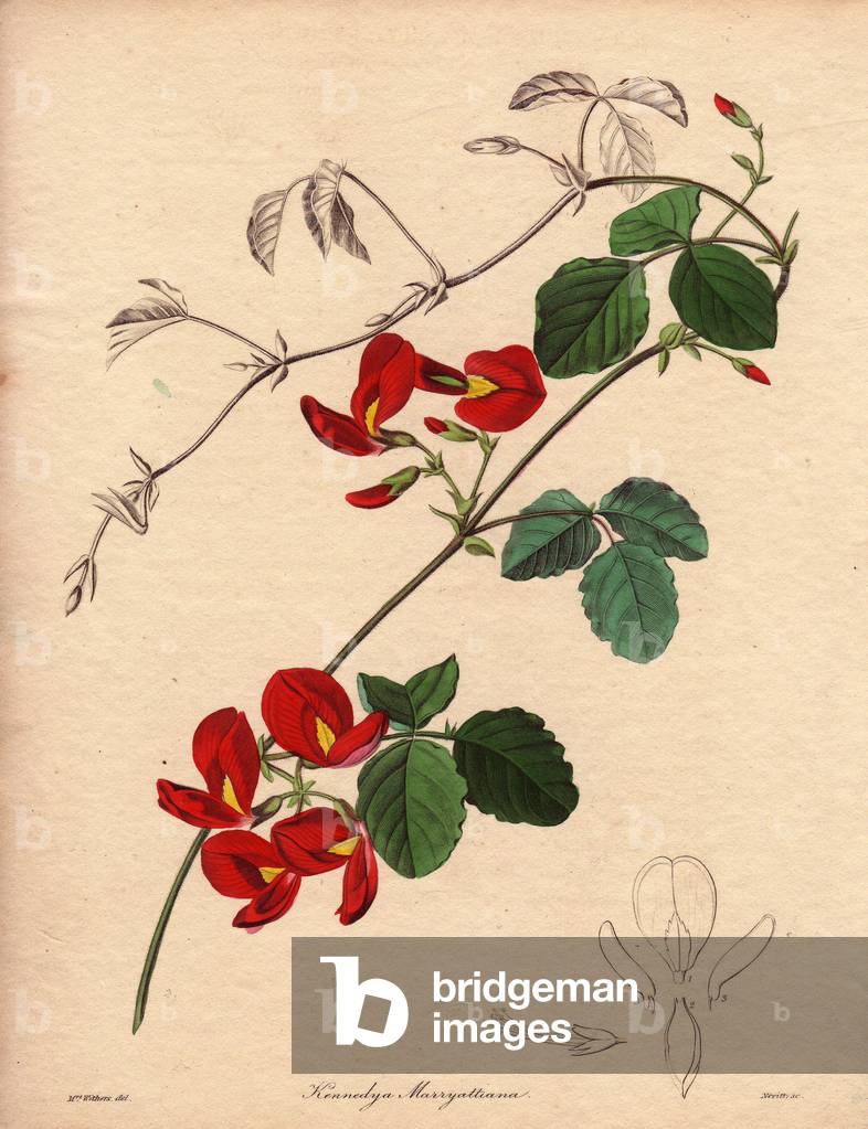 Branch of Kennedia Marryattiana, ornamental plant with yellow and crimson red flowers, native to western Australia. Rare and endangered ormais plant. Illustration by Augusta Innes Withers (1793-1877), in The Botanist, series by Benjamin Maund in five volumes, published between 1836 and 1842. This work is renowned for its finely detailed engravings.