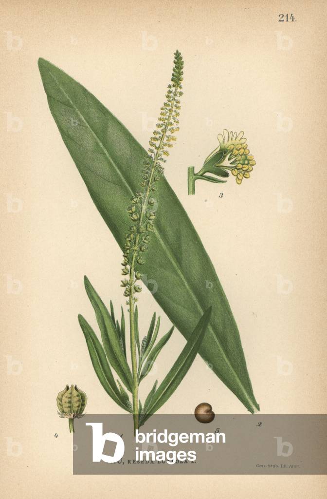 Dyer's weld, Reseda luteola