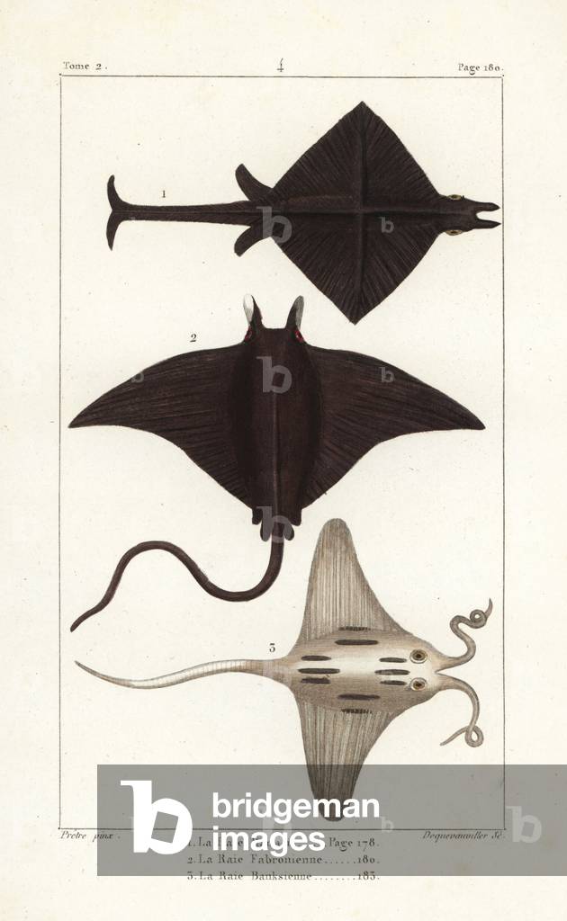 Manta ray, Manta birostris, devil ray, Mobula mobular, and reef manta ray, Manta alfredi. Handcoloured copperplate engraving by Dequevauviller after an illustration by Jean-Gabriel Pretre from Bernard Germain de Lacepede's Natural History of Oviparous Quadrupeds, Snakes, Fish and Cetaceans, Eymery, Paris, 1825.