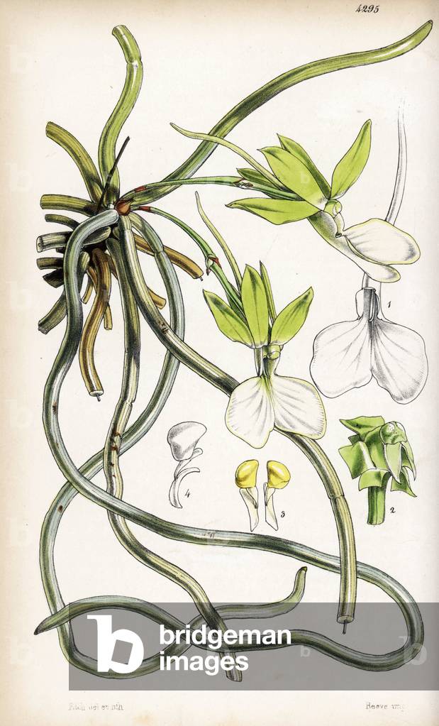 Orchid Variety Dendrophylax - Corded ghost orchid, Dendrophylax funalis (Cordlike angraecum, Angraecum funale). Handcoloured botanical illustration drawn and lithographed by Walter Fitch from Sir William Jackson Hooker's “Curtis's Botanical Magazine,” London, 1847.