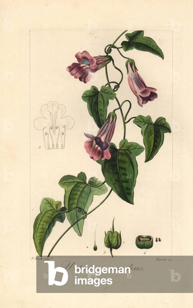 Creeping snapdragon or chickabiddy, Maurandya scandens, native to Mexico, 19th century (engraving)