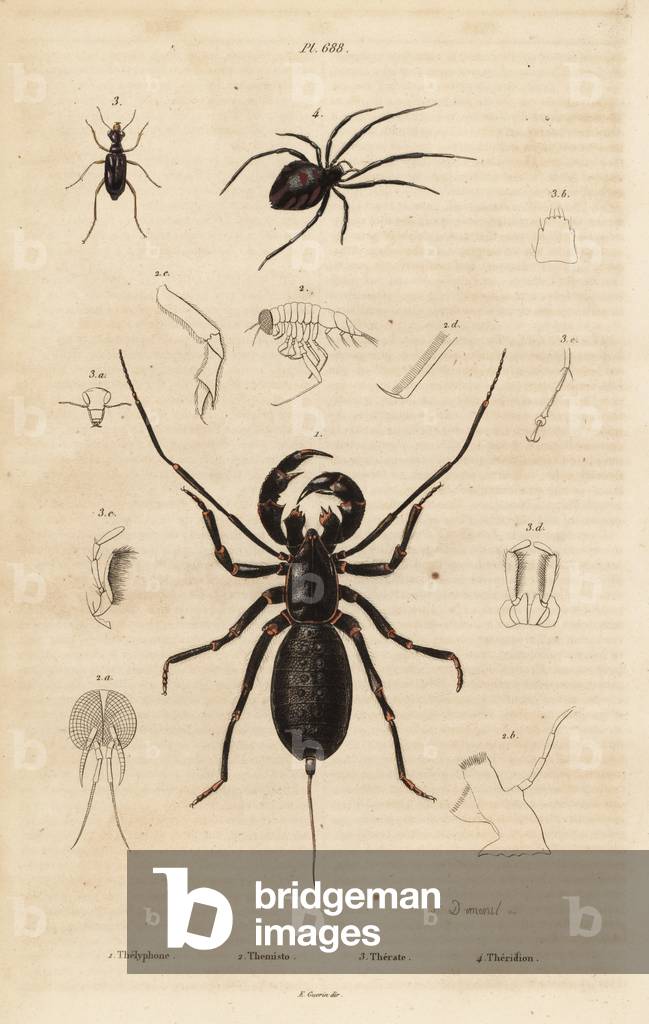 Giant whip scorpion, Mastigoproctus giganteus, beetle, Theratus species, and cobweb spider, Theridion species