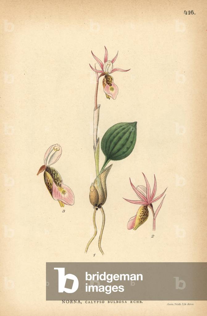 Fairy slipper orchid, Calypso bulbosa