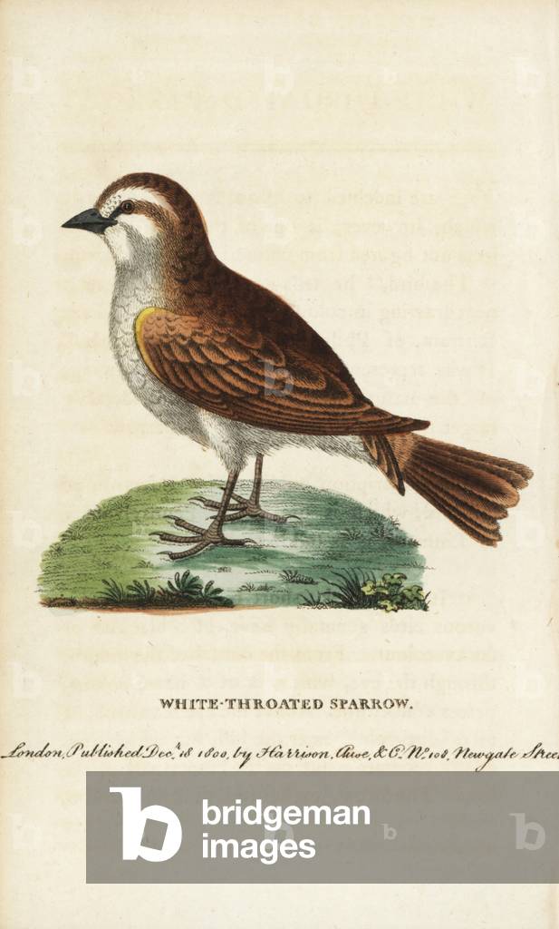 White throated sparrow, Zonotrichia albicollis (Passe pennsylvanica). Illustration copied from George Edwards after Mr. William Bartram of Philadelphia. Handcoloured copperplate engraving from “” The Naturalist's Pocket Magazine,”” Harrison, London, 1799.