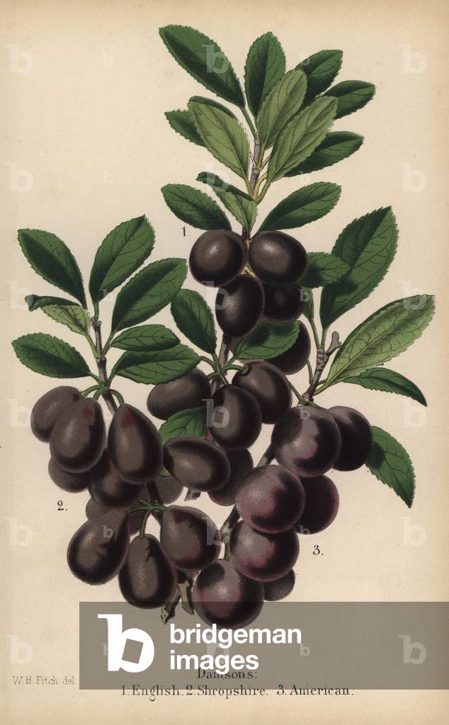 Variety of plum, English, American and Shropshire. Chromolithography drawn by Walter Hood Fitch, Miss E. Regel and J.L. Macfarlane, lithography by G.Severeyns and Stroobant, Belgium, published in Floriste et Pomologie, by Robert Hogg, published in London 1878 to 1884.