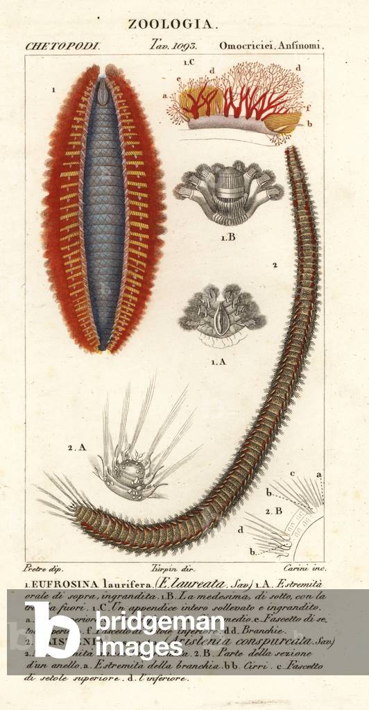 Bristle worms or sea mice