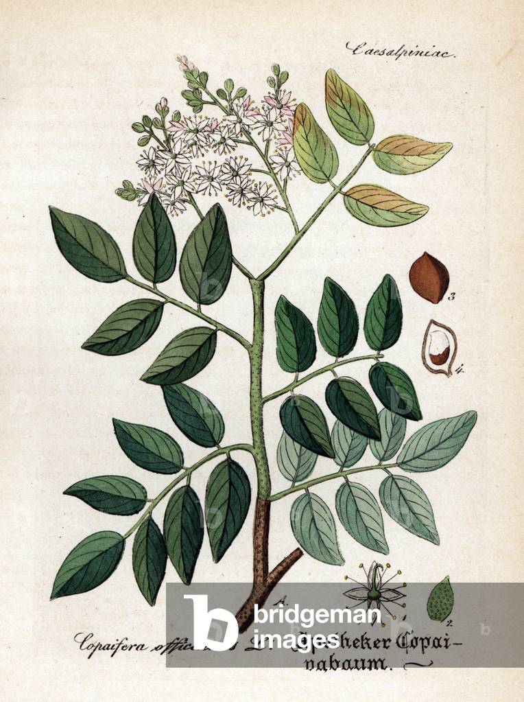 Diesel tree or rashed tree, Copaifera langsdorffii (Copaifera officinalis). Handcoloured copperplate engraving from Dr. Willibald Artus' Hand-Atlas sammtlicher mediinisch-pharmaceutischer Gewachse, (Handbook of all medical-pharmaceutical plants), Jena, 1876.