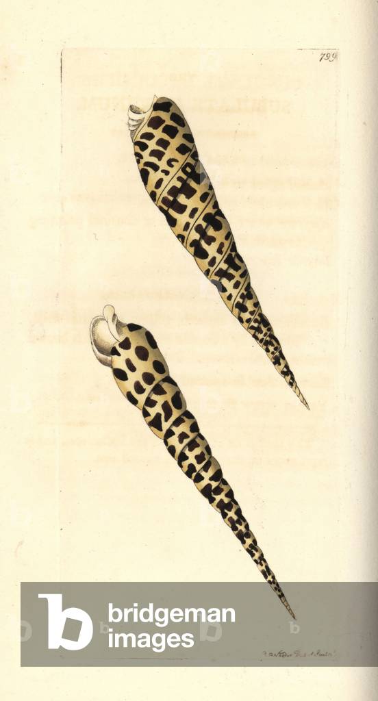 Terebra subulata (Subulate buccinum, Buccinum subulatum). Illustration drawn and engraved by Richard Polydore Nodder. Handcoloured copperplate engraving from George Shaw and Frederick Nodder's The Naturalist's Miscellany, London, 1806.