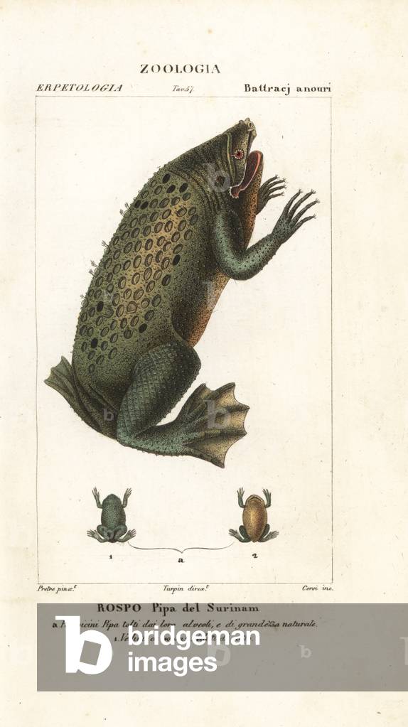 Surinam toad, Pipa pipa