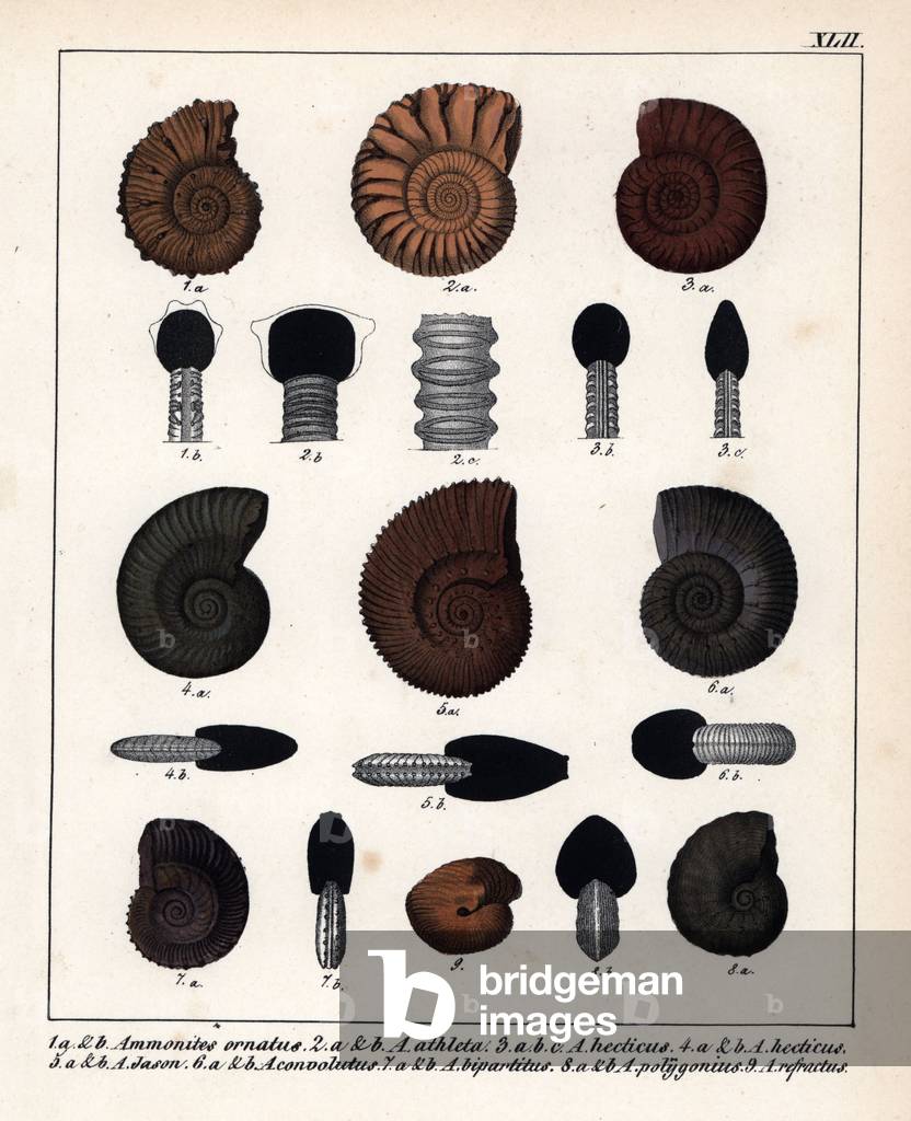 Fossils: Ammonites ornatus, A. athleta, A. hecticus, A. Jason, A. convolutus, A. bipartitus, A. polygonius, and A. refractus. Lithographie in Petrefactenbuch (Book of Petrification) by Dr. F.A.Schmidt, published in Stuttgart (Germany) in 1855 by Verlag von Krais and Hoffmann.