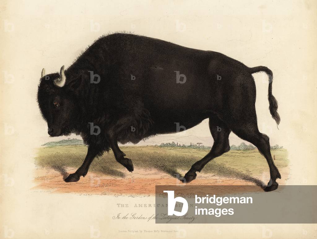 American bison or buffalo, Bison bison.
