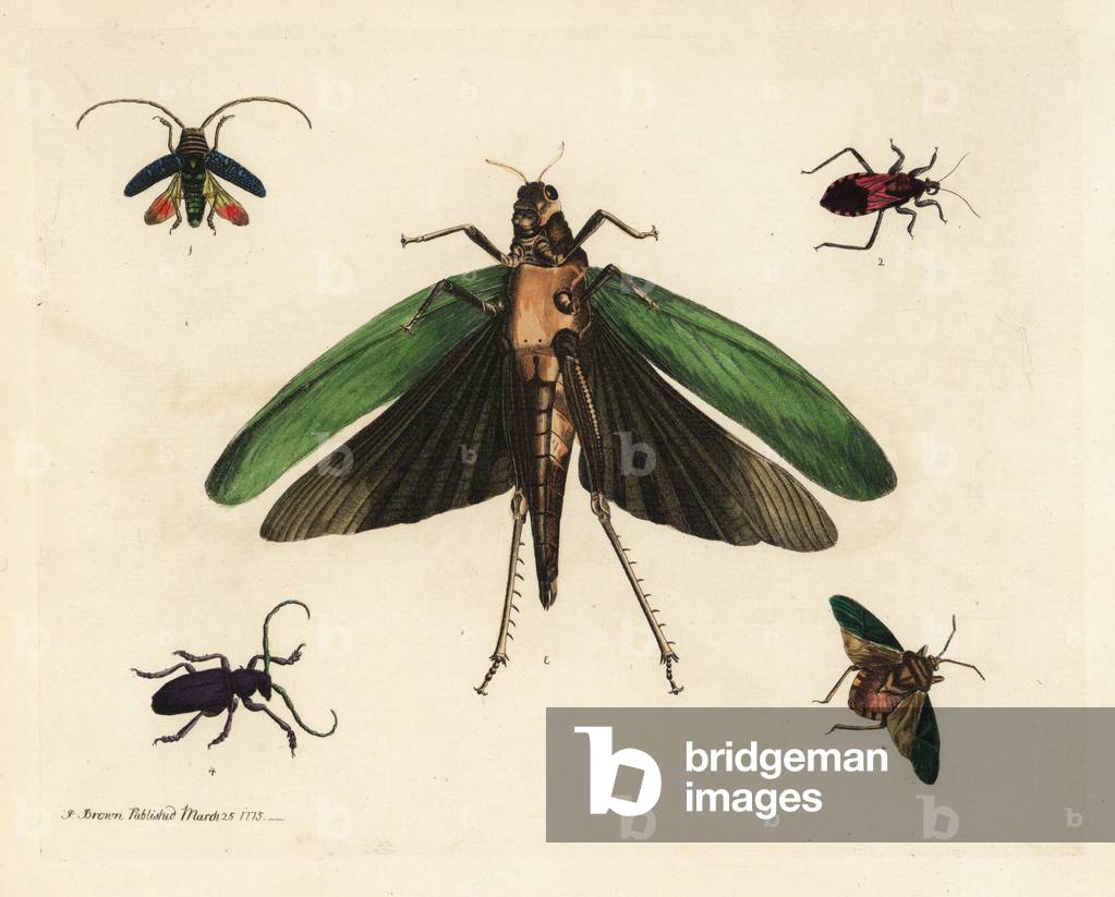Cerambyx regalis, Cemex virgo, Gryllus imperator, Cerambyx unicolor, and Cemex afer in the possession of Marmaduke Tunstall and Mr. Yeats. Handcoloured copperplate engraving by Peter Brown from his New Illustrations of Zoology.
