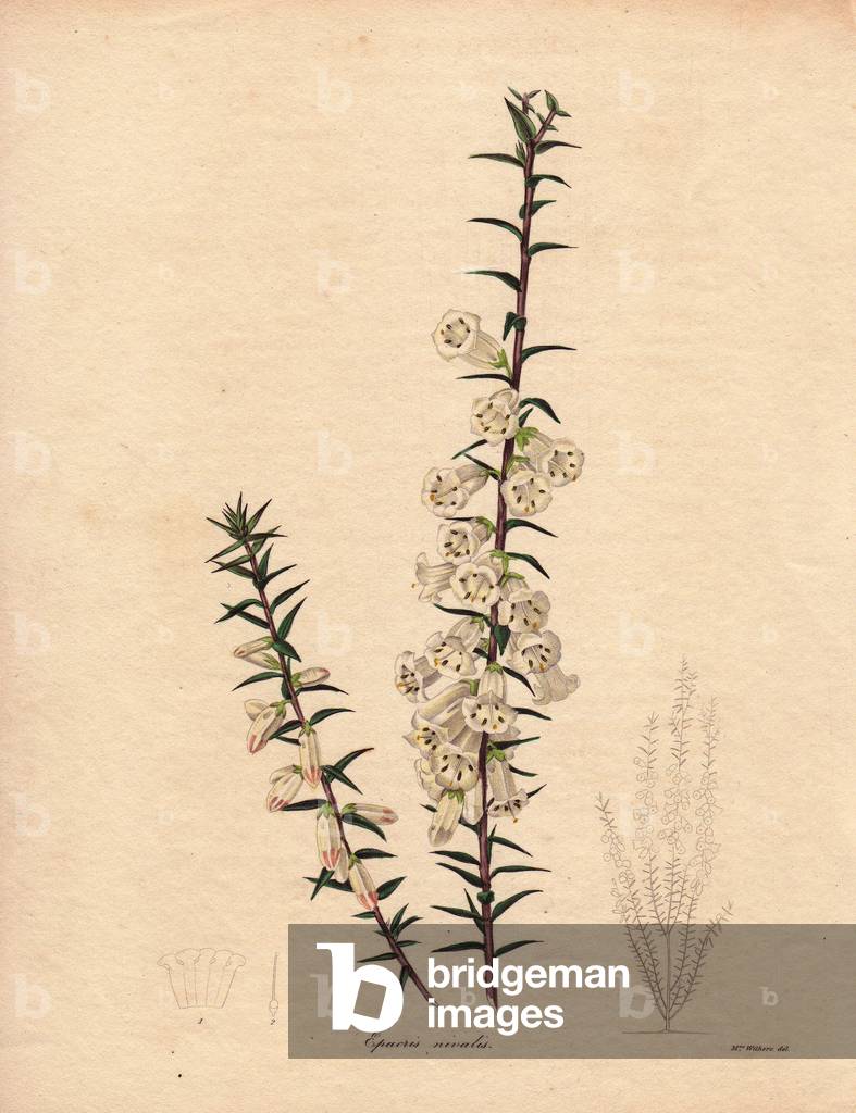 Variete of Epicris (E. Nivalis), persistent shrub with small white flowers. Illustration by Augusta Innes Withers (1793-1877), in The Botanist, series by Benjamin Maund in five volumes, published between 1836 and 1842. This work is renowned for its finely detailed engravings.