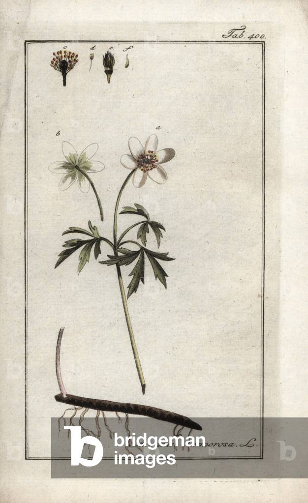Anemone sylvie (Anemone nemorosa). Lithograph from “Afbeelding der Artseny-Gewassen” by Johannes Zorn (1739-1799), Netherlands, 1796. Wood anemone, Anemone nemorosa. Handcoloured copperplate botanical engraving from J. Zorn's “Afbeelding der Artseny-Gewassen,” Amsterdam, 1796.