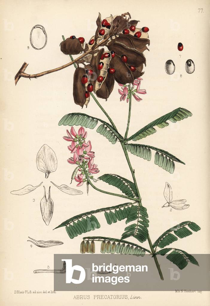 Indian liquorice or gunja, Abrus precatorius. Handcoloured lithograph by Hanhart after a botanical illustration by David Blair from Robert Bentley and Henry Trimen's Medicinal Plants, London, 1880.