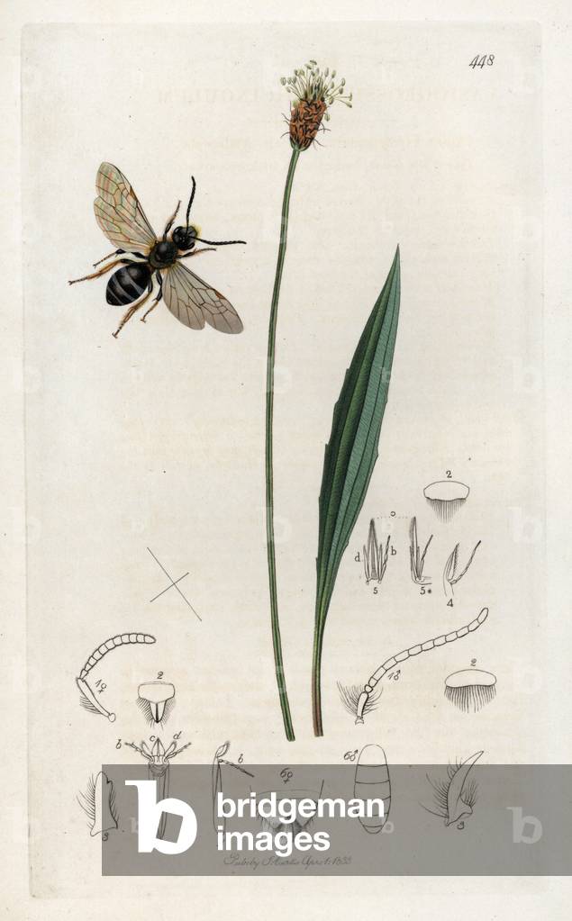 Hymenoptere: variety of bees and sprigs of plantain lanceole or grass has five seams. Lithograph by John Curtis (1791-1862) published in “British Entomology”, a collection of 770 illustrations and descriptions of British insects, London, England, 1824 to 1839. Lasioglossum tricingulum, Halictus xanthopus, Long-tongued Melitta bee, Halictus xanthopus, and ribwort plantain, Plantago lanceolata. Handcoloured copperplate by John Curtis (1791-1862) for his own “” British Entomology, 770 Illustrations and Descriptions of the Genera of Insects found in Great Britain and Ireland,” London, from 1824 to 1839.