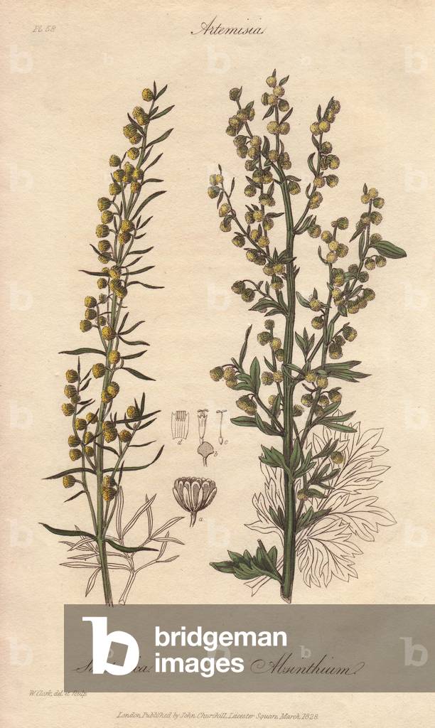Absinthe or Great Absinthe (Artemisia absinthium) - Water by William Clarke to illustrate “” Medical Botanical, Description of the Medicinal Plants of London, Edinburgh and Dublin” by John Stephenson and James Morss Churchill, published in London by John Churchill in 1831