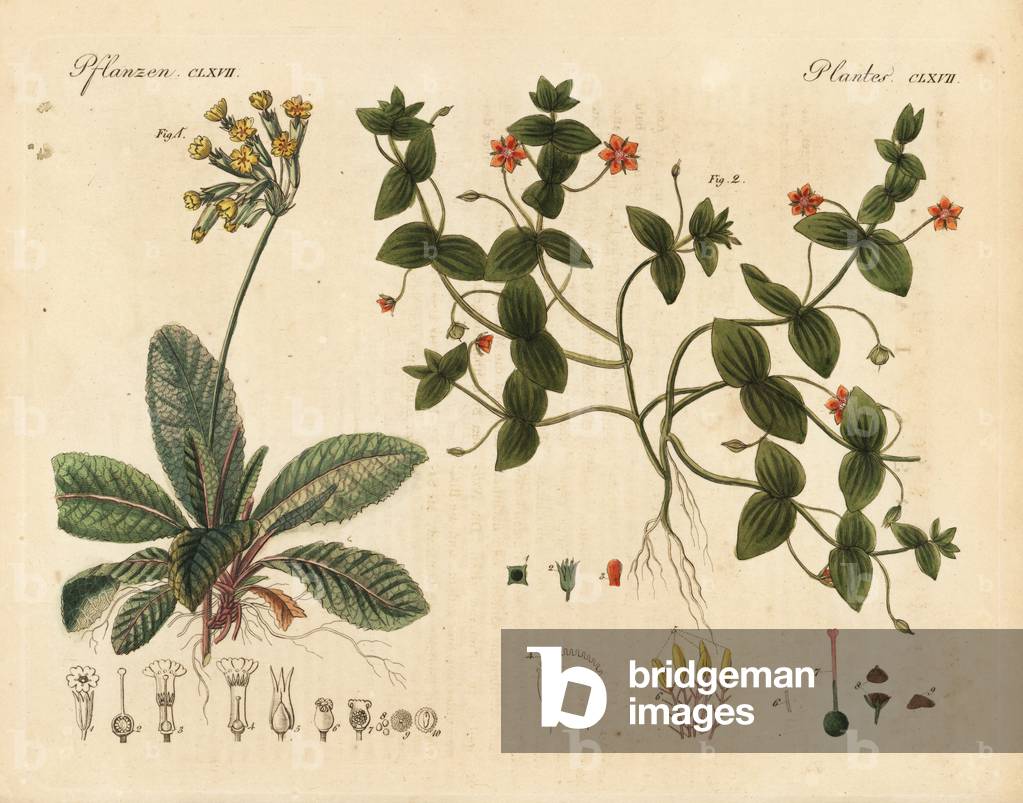 Cowslip, Primula veris 1, and scarlet pimpernel, Anagallis arvensis 2. Handcoloured copperplate engraving from Friedrich Johann Bertuch's Bilderbuch fur Kinder (Picture Book for Children), Weimar, 1823.