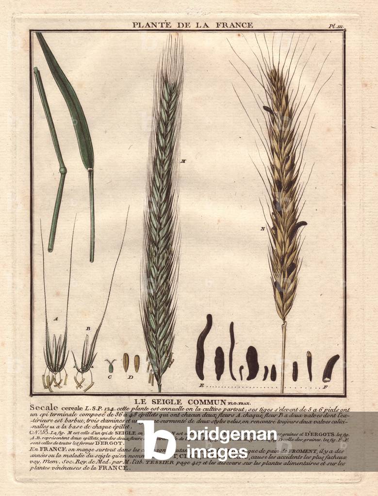 Common rye (secale). Cereal, detailed description of the stem, leaf, seed and bearded epis and epi with rye ergots (disease), very toxic. Eau forte en couleurs 18th century, in Herbier de la France (1780-1793), drawing, engraving and printing by Jean Baptiste Francois Pierre Bulliard (1742-1793), French botanist.
