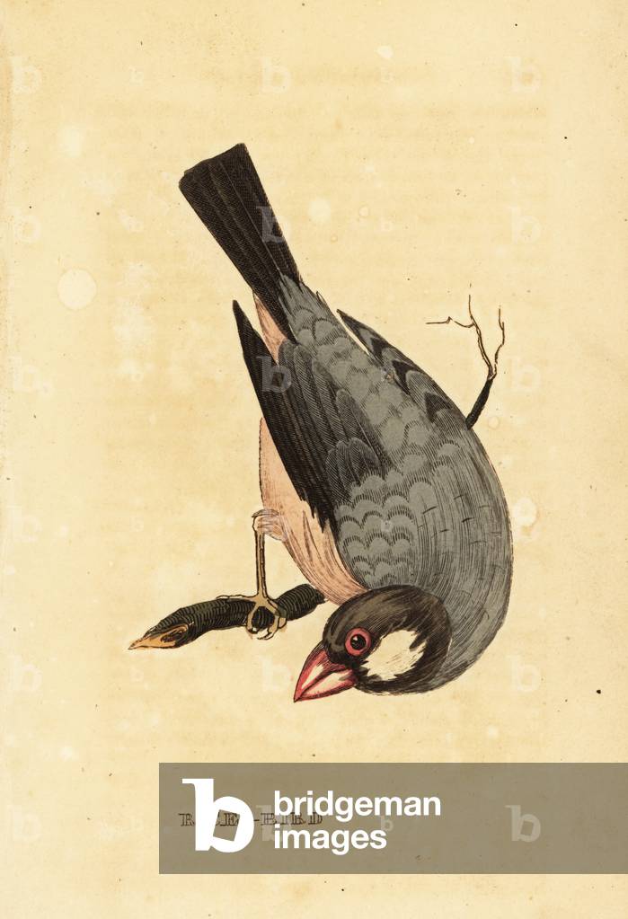 Java sparrow, Lonchura oryzivora