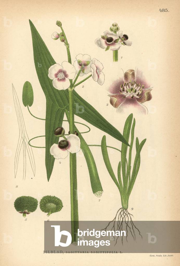 Arrowhead, Sagittaria sagittifolia